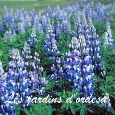 Lupinus le gentilhomme
Lupin de russel